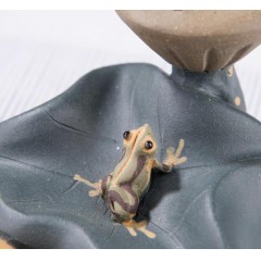 福蛙莲子盖托茶宠